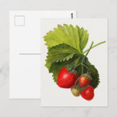  Waterverf van aardbeien Briefkaart (Voorkant / Achterkant)