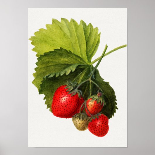 Waterverf van aardbeien Poster (Voorkant)
