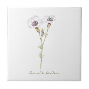 Waterverf van Bird's Eyes Gilia Tegeltje