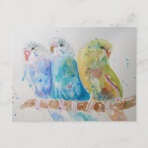 Waterverf van Boedgie Schildervogel Boedgies Aqua  Briefkaart
