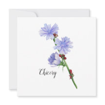 Waterverf van cichoreibloemen