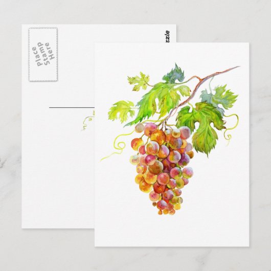 Waterverf van druiven. Art briefkaart (Voorkant / Achterkant)