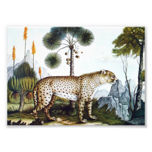 Waterverf van een Cheetah (Zotl) Foto Afdruk