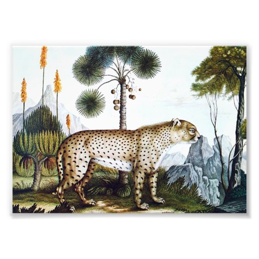 Waterverf van een Cheetah (Zotl) Foto Afdruk (Voorkant)
