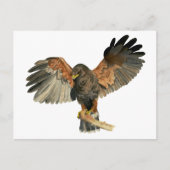 Waterverf van Hawk Flapping Wings Briefkaart (Voorkant)