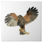 Waterverf van Hawk Flapping Wings Tegeltje<br><div class="desc">Met de hand geschilderd schilderij van Harris's Hawk. Ook bekend als baai-wingende hawk of schemerige hawk. Het wordt op de rand van de boomvertakking die zijn vleugels opendoet geperst. Dit is geschilderd op bogen met heet geperst papier.</div>