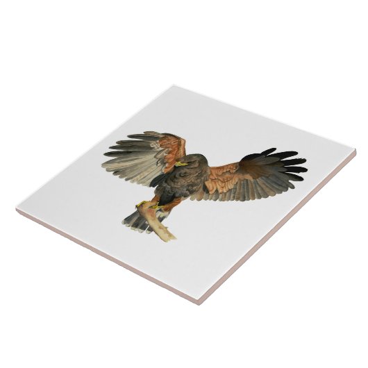 Waterverf van Hawk Flapping Wings Tegeltje (Zijkant)