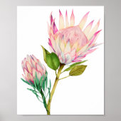 Waterverf van King Protea Flowers Poster (Voorkant)