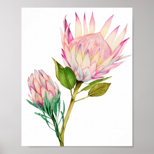Waterverf van King Protea Flowers Poster (Voorkant)
