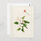 Waterverf van krabbenappelventiel (malus) briefkaart (Voorkant / Achterkant)