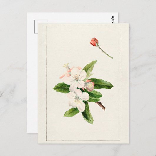 Waterverf van krabbenappelventiel (malus) briefkaart (Voorkant / Achterkant)