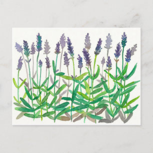 Waterverf van lavender Flowers om kruidenkunst te  Briefkaart