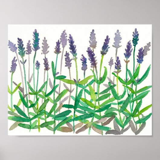 Waterverf van lavender Flowers om kruidenkunst te  Poster (Voorkant)