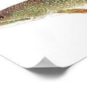 Waterverf van meer forel poster (Hoek)