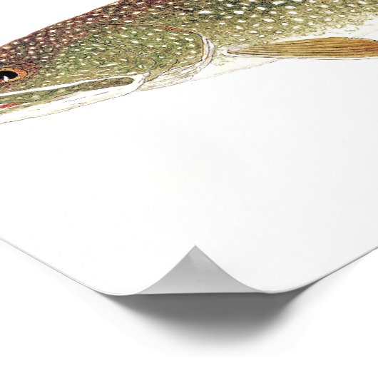 Waterverf van meer forel poster (Hoek)