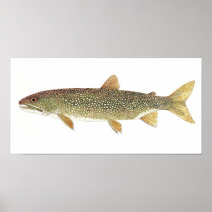 Waterverf van meer forel poster