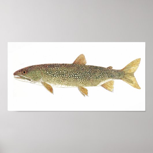 Waterverf van meer forel poster (Voorkant)