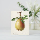 Waterverf van peren (Pyrus Communis) Briefkaart (Staand voorkant)