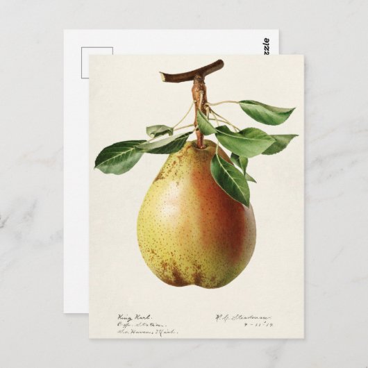 Waterverf van peren (Pyrus Communis) Briefkaart (Voorkant / Achterkant)