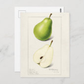 Waterverf van peren (Pyrus Communis) Briefkaart (Voorkant / Achterkant)