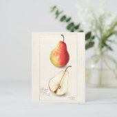 Waterverf van peren (Pyrus Communis) Briefkaart (Staand voorkant)