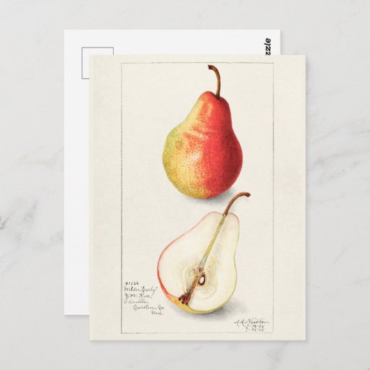 Waterverf van peren (Pyrus Communis) Briefkaart (Voorkant / Achterkant)