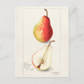Waterverf van peren (Pyrus Communis) Briefkaart (Voorkant)