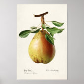 Waterverf van peren (Pyrus Communis) Poster (Voorkant)