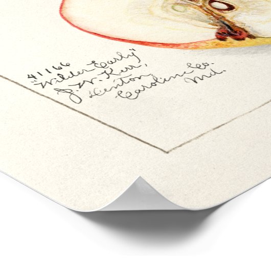 Waterverf van peren (Pyrus Communis) Poster (Hoek)