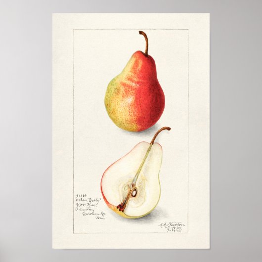 Waterverf van peren (Pyrus Communis) Poster (Voorkant)