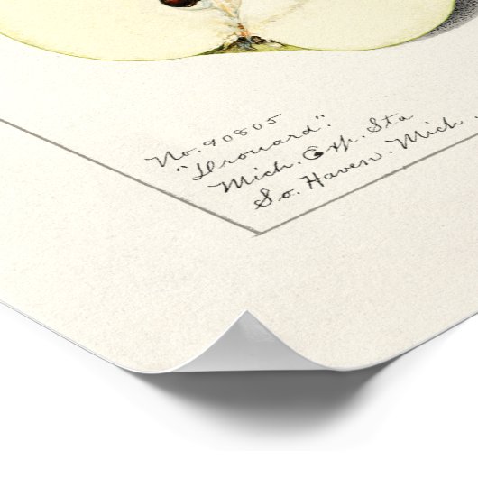 Waterverf van peren (Pyrus Communis) Poster (Hoek)