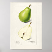 Waterverf van peren (Pyrus Communis) Poster (Voorkant)