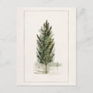 Waterverf van perenbomen (Pyrus communis) Briefkaart