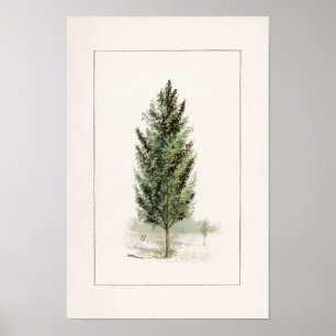 Waterverf van perenbomen (Pyrus communis) Poster