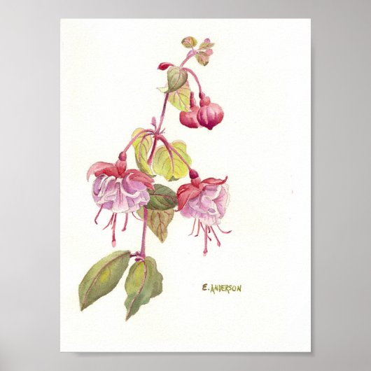 Waterverf van roze en paarse fuschia poster (Voorkant)
