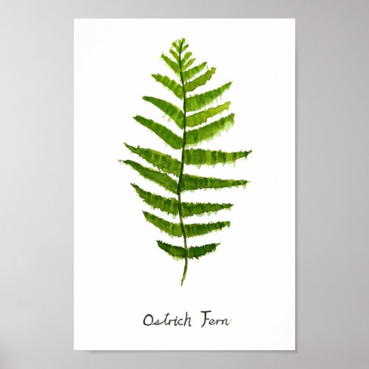 Waterverf van struisvogels poster (Voorkant)