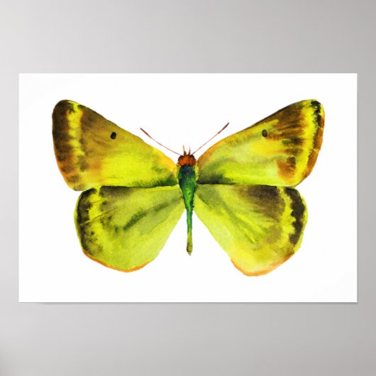 Waterverf van vlinder Poster voor het schilderen v (Voorkant)