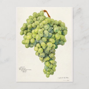 Waterverf van vruchten (Vitis) Briefkaart