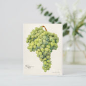 Waterverf van vruchten (Vitis) Briefkaart (Staand voorkant)