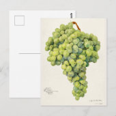 Waterverf van vruchten (Vitis) Briefkaart (Voorkant / Achterkant)