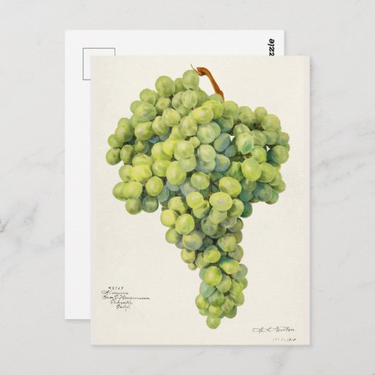 Waterverf van vruchten (Vitis) Briefkaart (Voorkant / Achterkant)