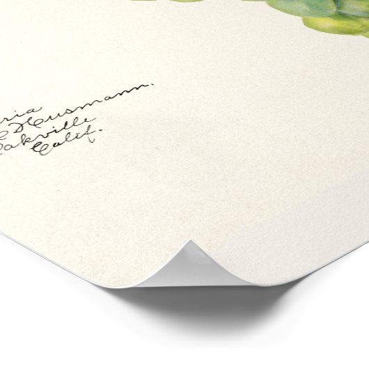 Waterverf van vruchten (Vitis) Poster (Hoek)