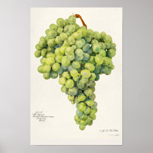 Waterverf van vruchten (Vitis) Poster