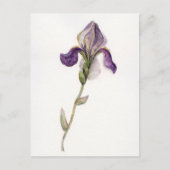Waterverf violet Iris Briefkaart (Voorkant)