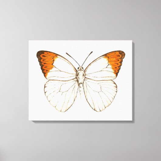 Waterverf vlinder, grote oranje tip canvas afdruk (Voorkant)
