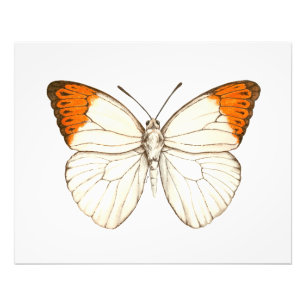 Waterverf vlinder, grote oranje tip foto afdruk