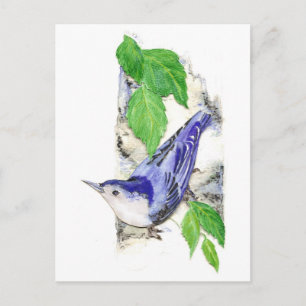 Waterverf White Breasted Nuthatch - Vogel Briefkaart