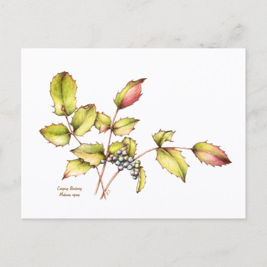 Waterverf wilde bloem berberis ansichtkaart briefkaart (Voorkant)