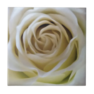 Waterverf wit crème roos knop detail tegeltje