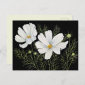 Waterverf Witte Kosmos Bloemen Botanische Schilder Briefkaart (Voorkant / Achterkant)